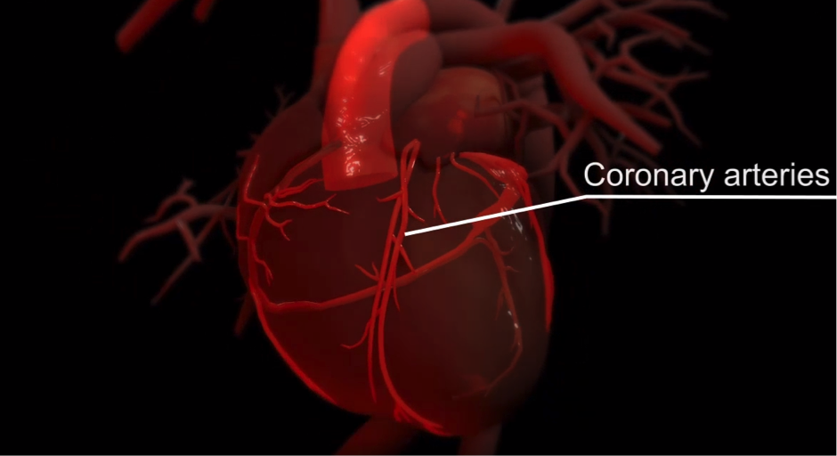 Functioning of heart explained through 3-D animation